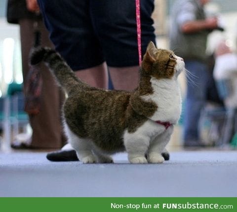 Munchkin cats are adorable