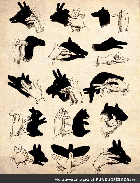 Animal shadows guide