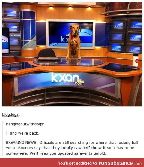 News dog