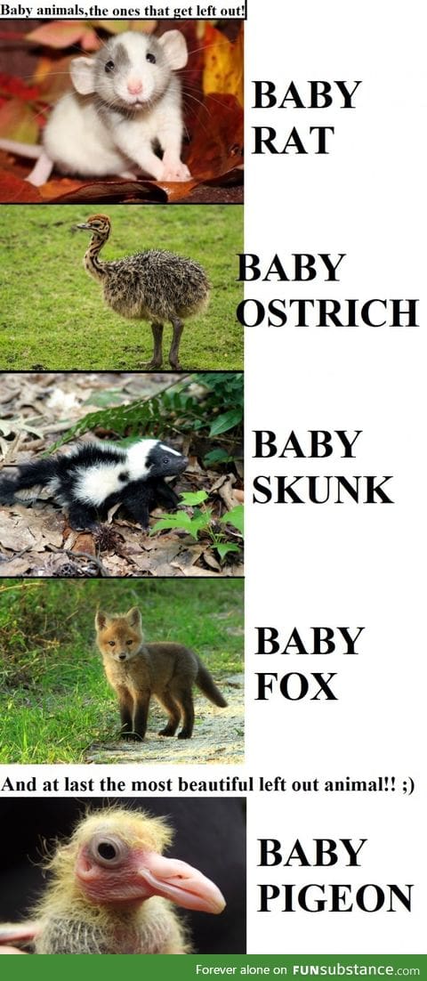 A tribute to baby animals we forgot to post about