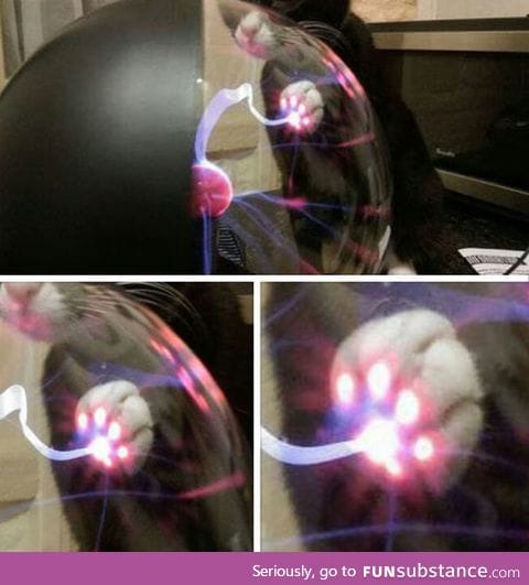 What happens when a cat touches a plasma ball