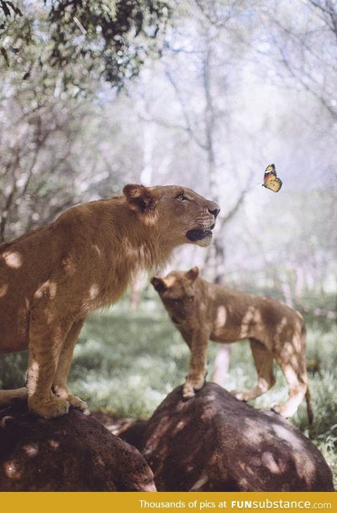 A lion and a butterfly