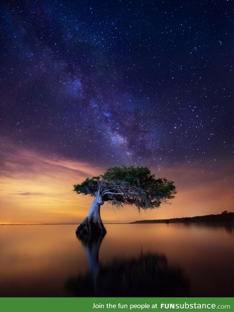 Florida everglades