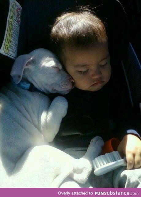 Brushing the dog and fell asleep together ..!!!