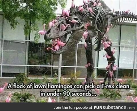 Lawn flamingos