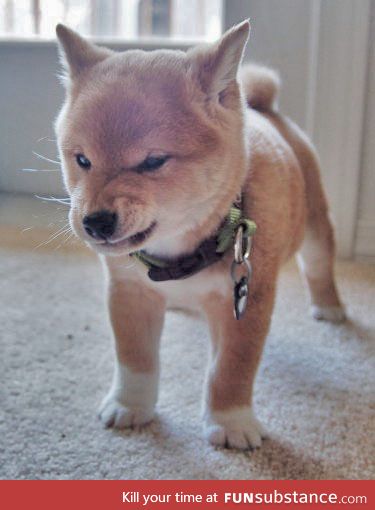 Very, very angry shiba