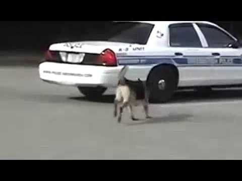 First-class police dog