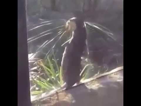 This otter is killin' it