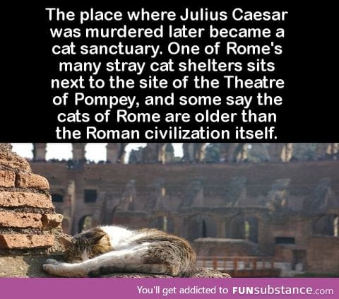 The place where Julius Caesar was murdered later became a cat sanctuary