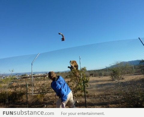 Feeding a lion