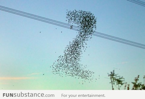 Birds formed the number 2