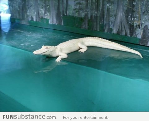 Albino Gator