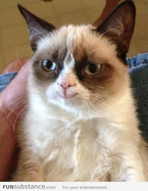 Grumpy cat in a parallel universe