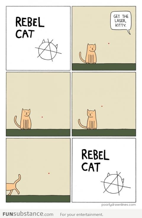 Rebel cat