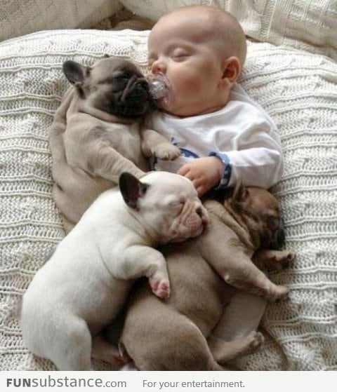 Baby and Dogs