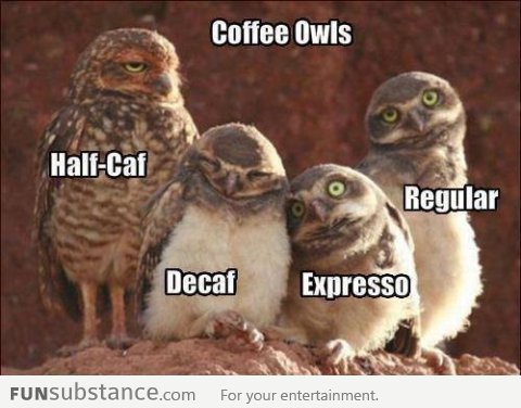 Coffee Owls