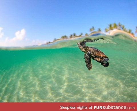 Amazing picture of a baby sea turtle, off the coast of Bora Bora