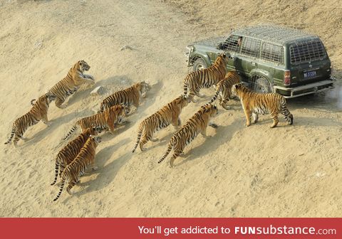 A man delivering food to Siberian Tigers