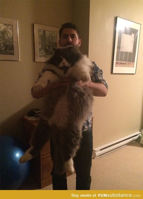 That is one huge cat