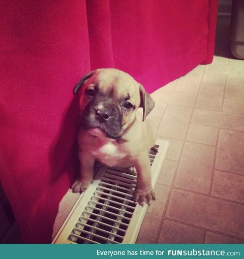 Rigby the puppy discovers heat vent!