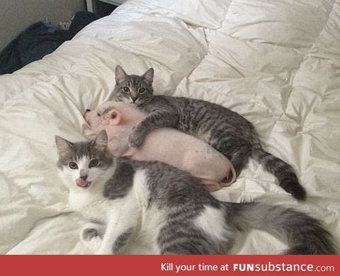 Cats love pigs