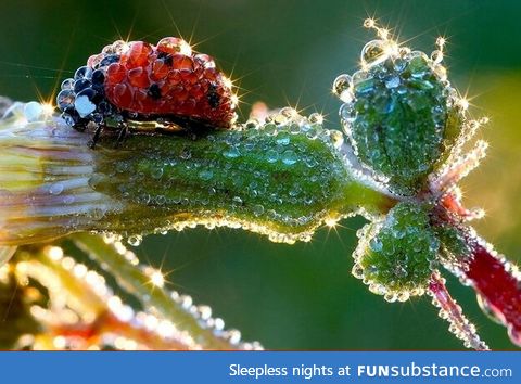 a ladybug in dew