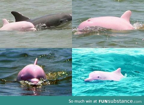 So pink dolphins are actually a thing