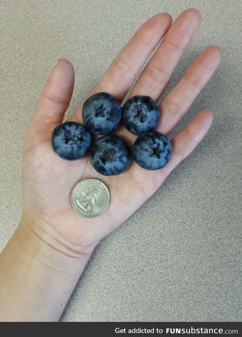 So big blueberries