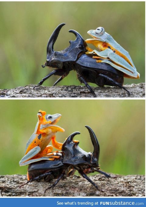 I say onward, noble steed!