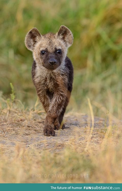 Day 106 of your daily dose of cute: I can't imagine that little face being scary