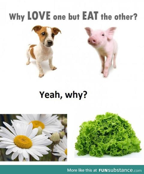 Vegetarians please explain