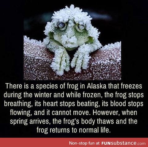 The frog that stops breathing
