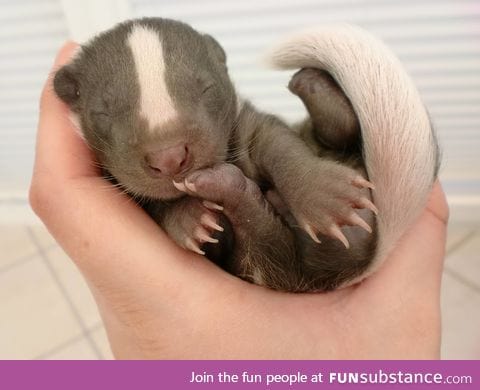 Day 107 of your daily dose of cute: Honey badger don't care, honey badger is too cute