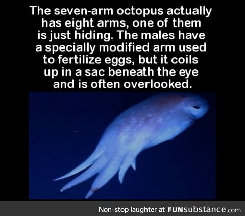 The seven-arm octopus actually has eight arms, one of them is just hiding