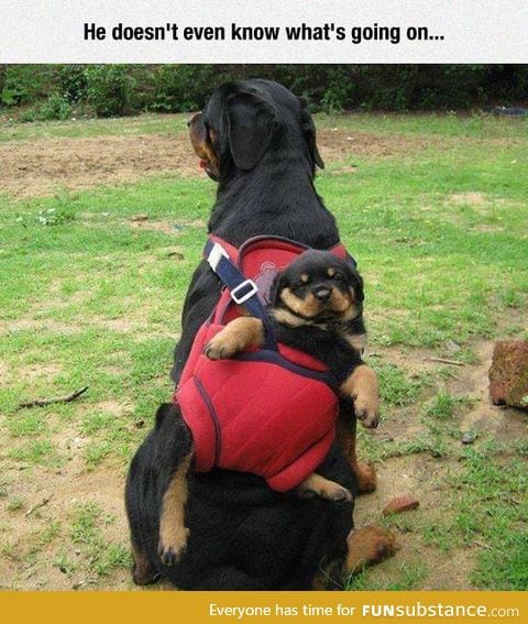 Rottweiler backpack