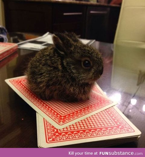 There's a little hare on the table