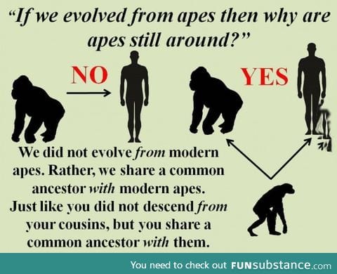 A simple explanation of evolution