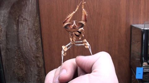 Praying mantis battling a thumb