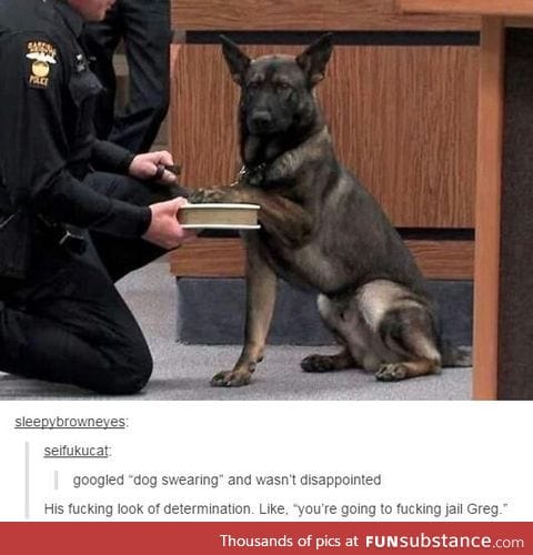 swearing dog