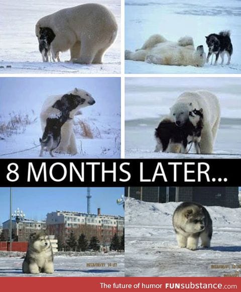 Polar Husky's Origins