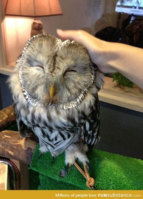 An owl bar in London... This could be your new drinking buddy