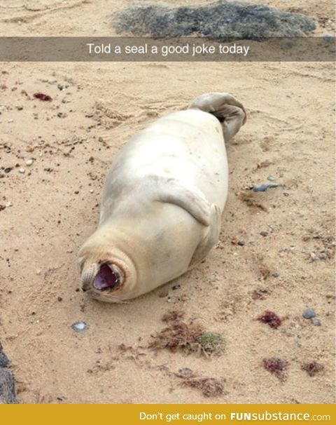 That's One Happy Seal
