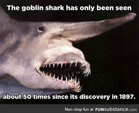 Goblin shark!!