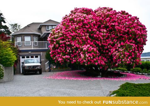 Since spring is just around the corner, here's the world's biggest Rhododendron Tree