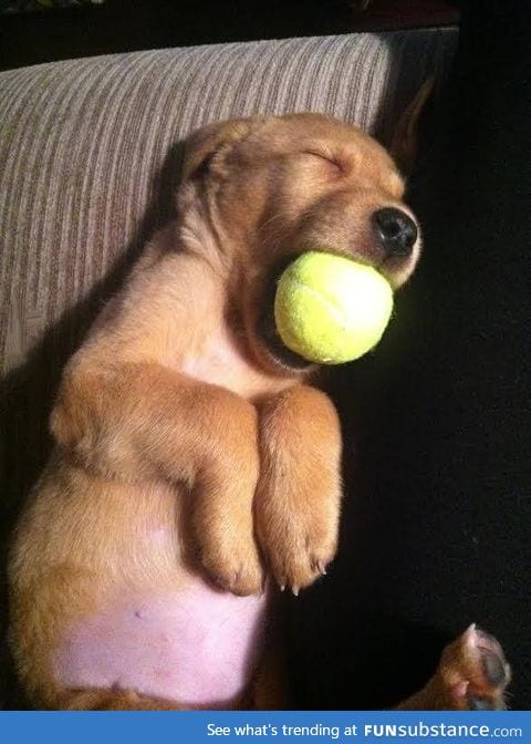 He fell asleep with the ball in his mouth