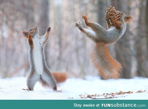 Squirrel uses Jedi mind powers against rival squirrel