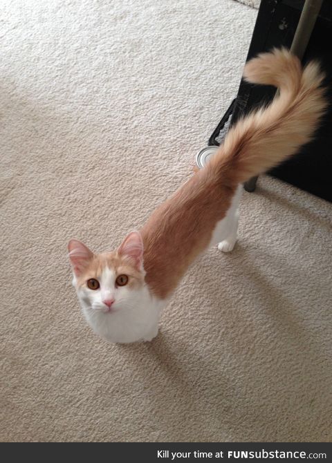 This cat has the best tail I've ever seen in my life.