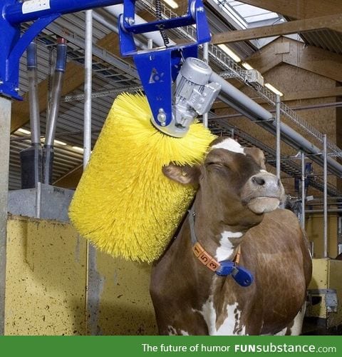 At the cow wash