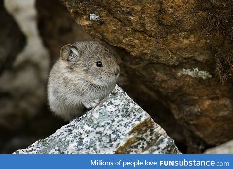Day 123 of your daily dose of cute:This animal is called a pika and I'm obsessed with it!!