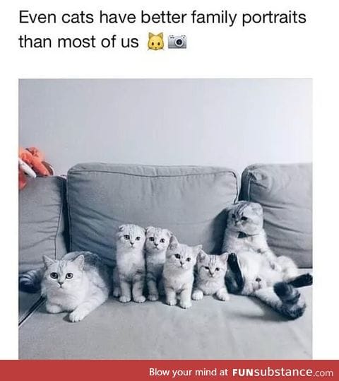 That's because cats are flawless.